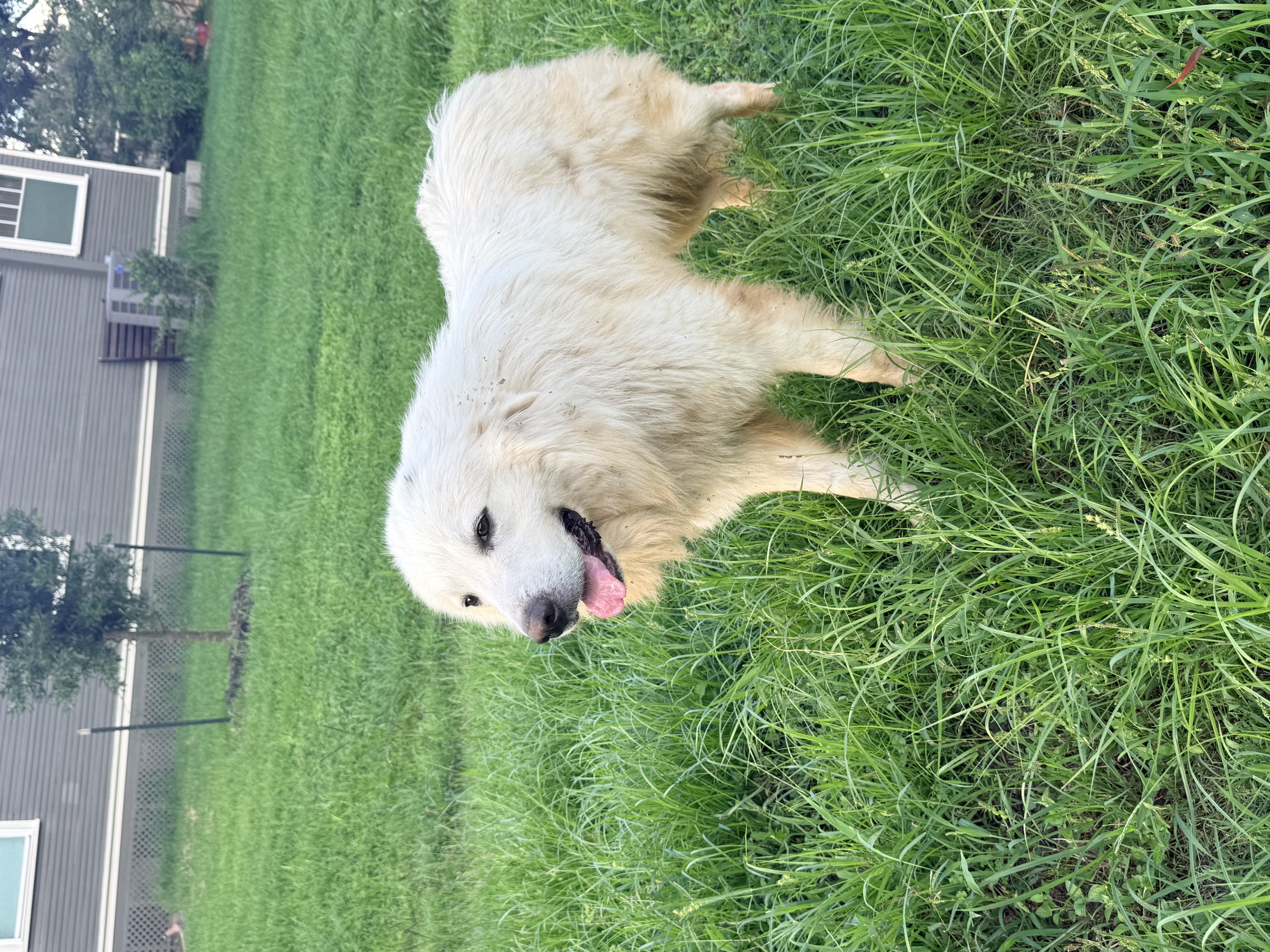 Buddy Boy